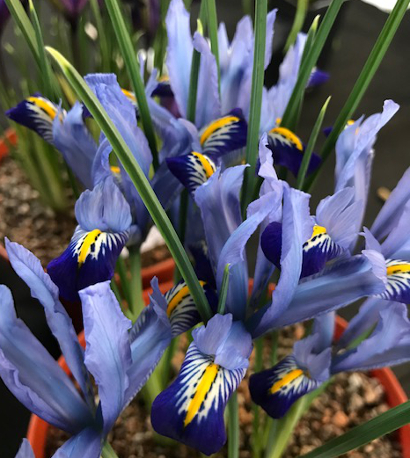 Iris reticulata 'Carolina'